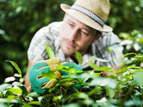 Tree surgery equipment used for safe pruning