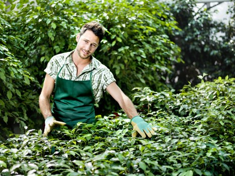 Ethical procurement and reporting in Acton tree surgery