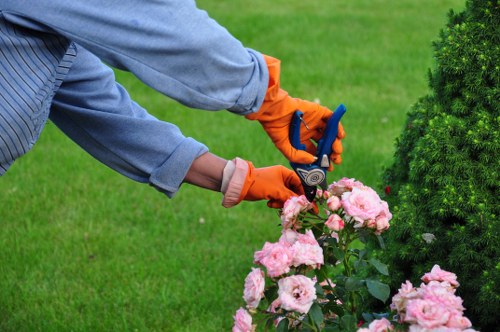 Neat hedge maintenance for a local Acton home
